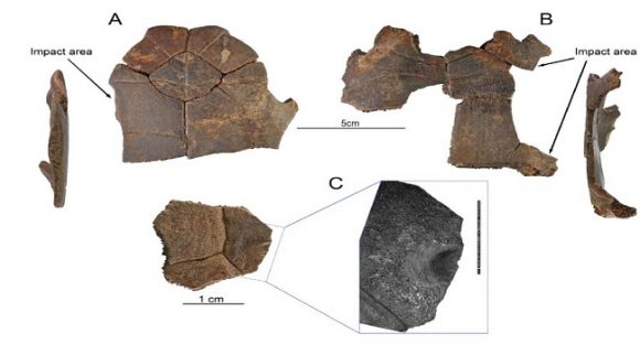 Människor jagade sköldpaddor i Israel för 60 000 år sedan