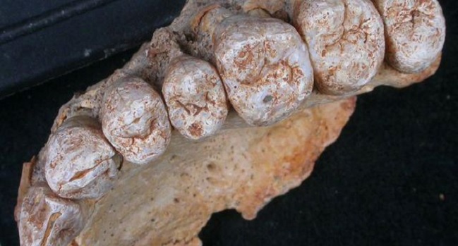 Äldsta mänskliga fossilen utanför Afrika upptäckt i Israel