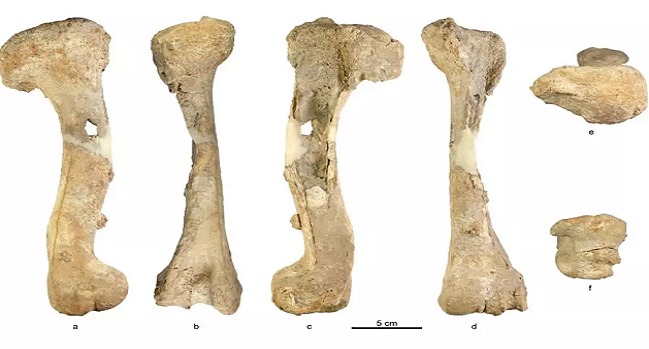 9 miljoner år gamla ben hittade vid Genesaretssjön